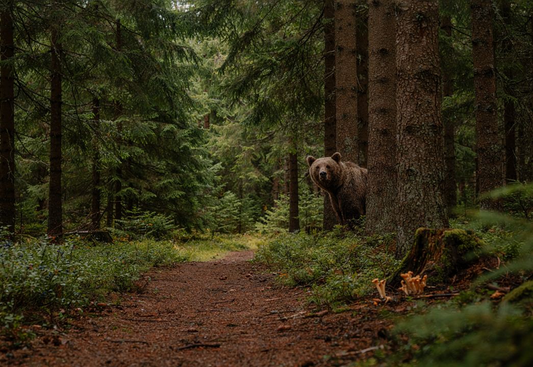 В Бурятии из–за активности медведей ограничено посещение лесов В Бурятии из–за активности медведей ограничено посещение лесов