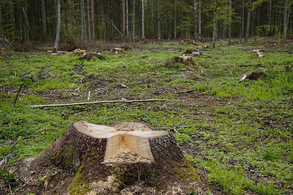 Правительство предложило разрешить вырубку леса на Байкале для расширения БАМа Правительство предложило разрешить вырубку леса на Байкале для расширения БАМа