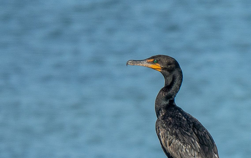 � ������� ����������� ������ ������ ������ � ��������� � ����� 2026 ����