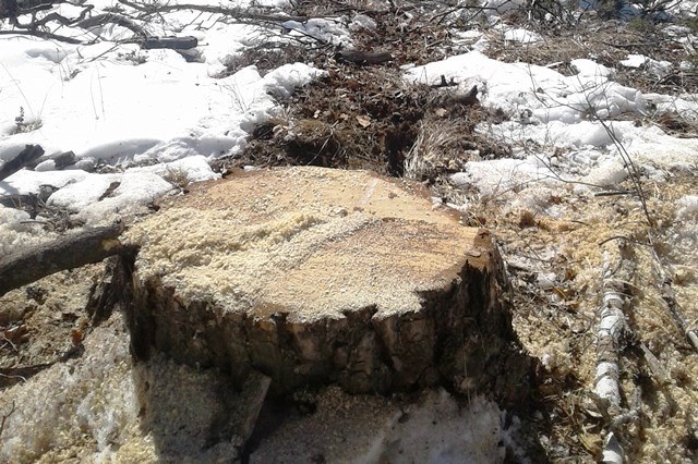 В Бурятии “черные лесорубы” заплатят более 300 тысяч рублей В Бурятии “черные лесорубы” заплатят более 300 тысяч рублей