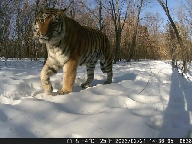 Национальный парк амурских тигров и дальневосточных леопардов отметил четвёртую годовщину Национальный парк амурских тигров и дальневосточных леопардов отметил четвёртую годовщину