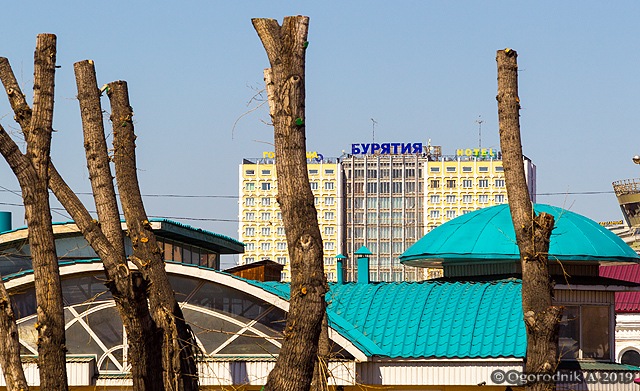 Зачем в Улан-Удэ обрезают деревья? Зачем в Улан-Удэ обрезают деревья?