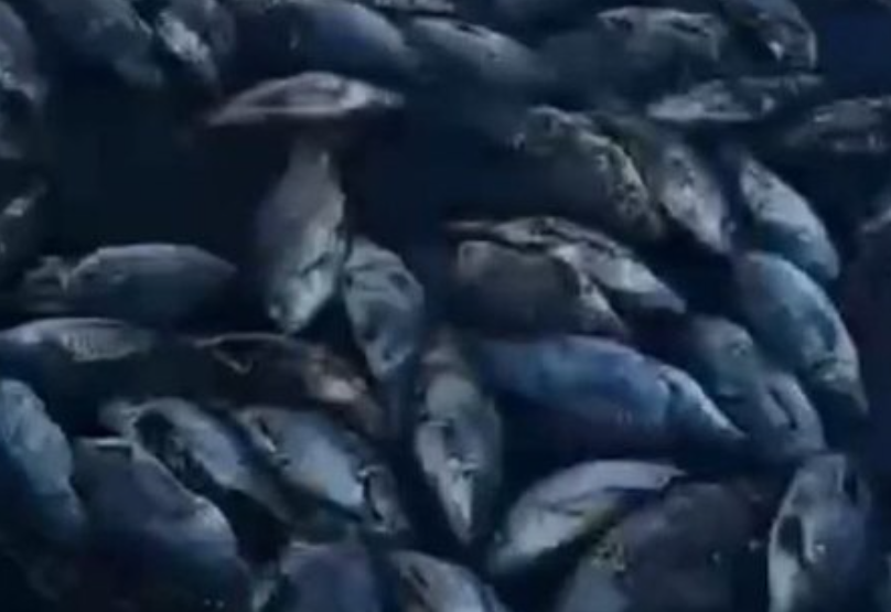 В Бурятии в озере массово погибла рыба В Бурятии в озере массово погибла рыба