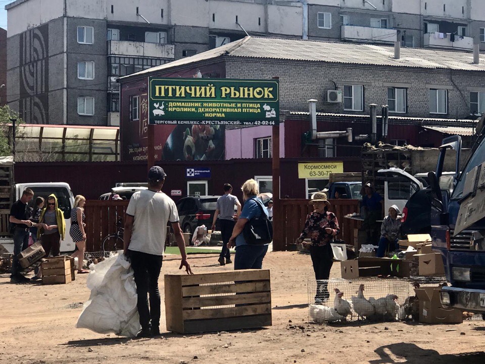 В Улан-Удэ открылся первый птичий рынок. Фоторепортаж "БМК" В Улан-Удэ открылся первый птичий рынок. Фоторепортаж "БМК"