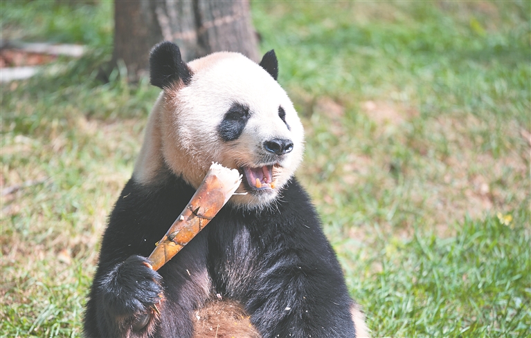 Павильон больших панд на острове Тайяндао в Харбине открылся для посетителей Павильон больших панд на острове Тайяндао в Харбине открылся для посетителей