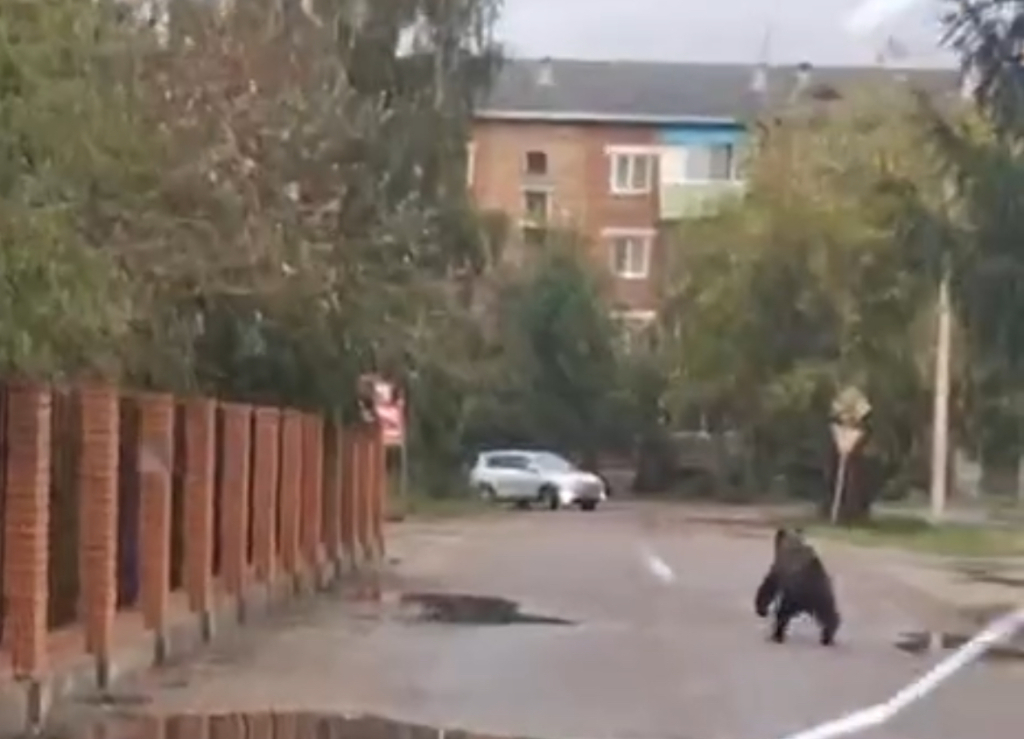 В Бурятии медведь устроил утреннюю пробежку по Селенгинску В Бурятии медведь устроил утреннюю пробежку по Селенгинску