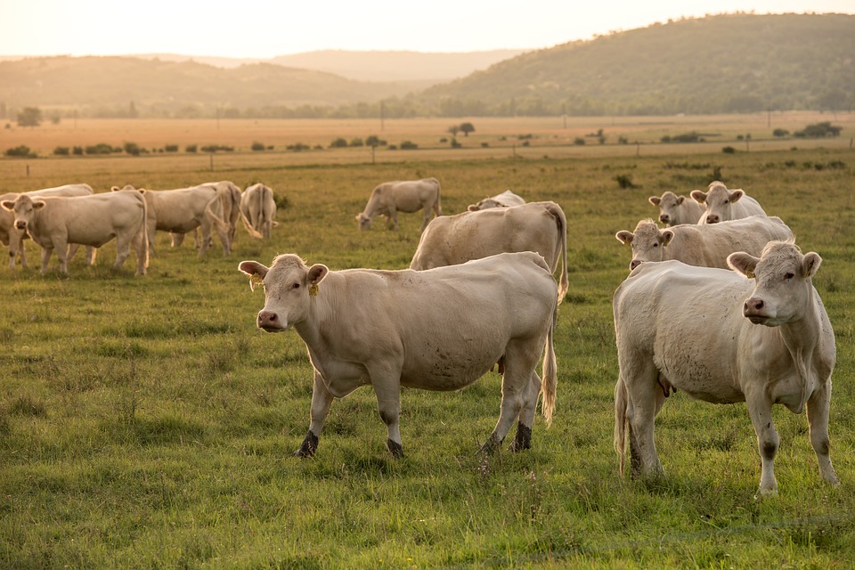 Регионы займутся экспертизой племенной продукции Регионы займутся экспертизой племенной продукции