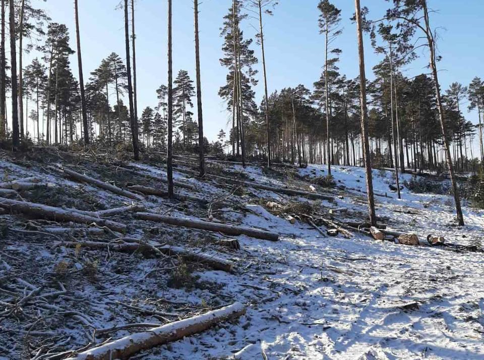 В окрестностях Улан-Удэ увеличилось число фактов незаконной заготовки древесины В окрестностях Улан-Удэ увеличилось число фактов незаконной заготовки древесины