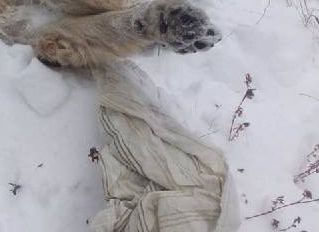 В пригороде Улан-Удэ нашли трупы убитых животных В пригороде Улан-Удэ нашли трупы убитых животных