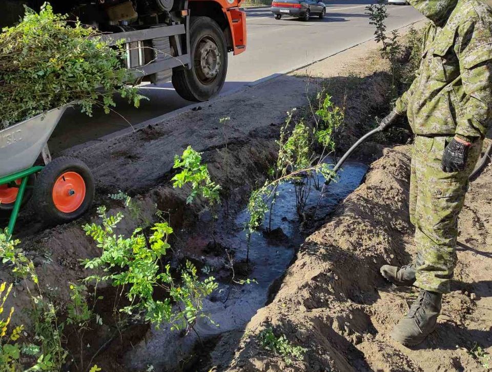 В Улан-Удэ стартовала осенняя кампания по озеленению В Улан-Удэ стартовала осенняя кампания по озеленению