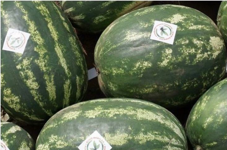 Бурятские арбузы борются за победу в конкурсе "Вкусы России - 2021" Бурятские арбузы борются за победу в конкурсе "Вкусы России - 2021"