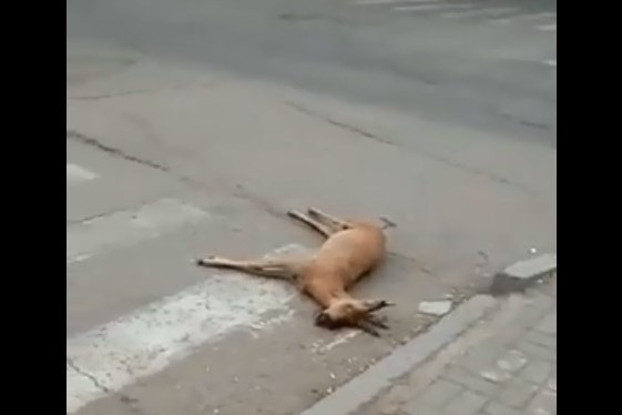 В Улан-Удэ машина насмерть сбила косулю ► В Улан-Удэ машина насмерть сбила косулю ►