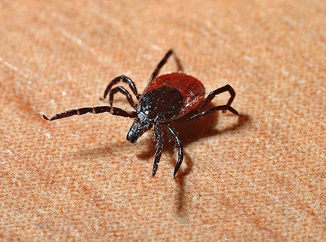 В некоторых районах Бурятии выросло число клещей В некоторых районах Бурятии выросло число клещей