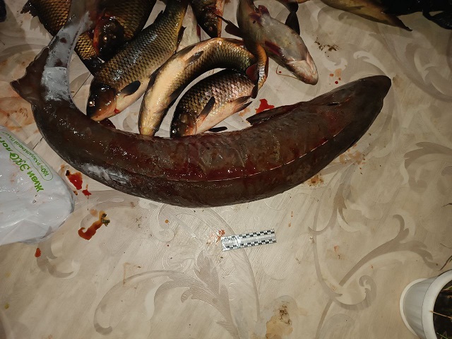 В Бурятии сотрудниками полиции выявлен факт незаконной добычи рыбы, занесённой в Красную книгу В Бурятии сотрудниками полиции выявлен факт незаконной добычи рыбы, занесённой в Красную книгу