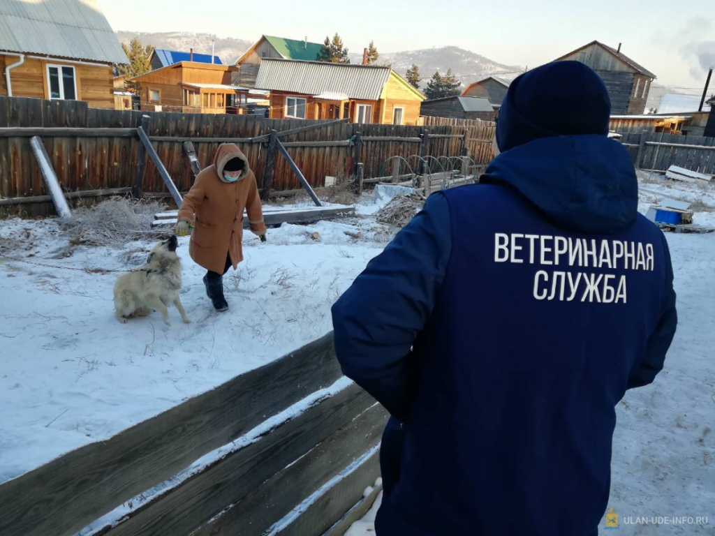 В Улан-Удэ идут массовые проверки собак на самовыгуле В Улан-Удэ идут массовые проверки собак на самовыгуле