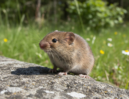 ���������� ������ �� ������� ���������� ������������ � ��������� ���