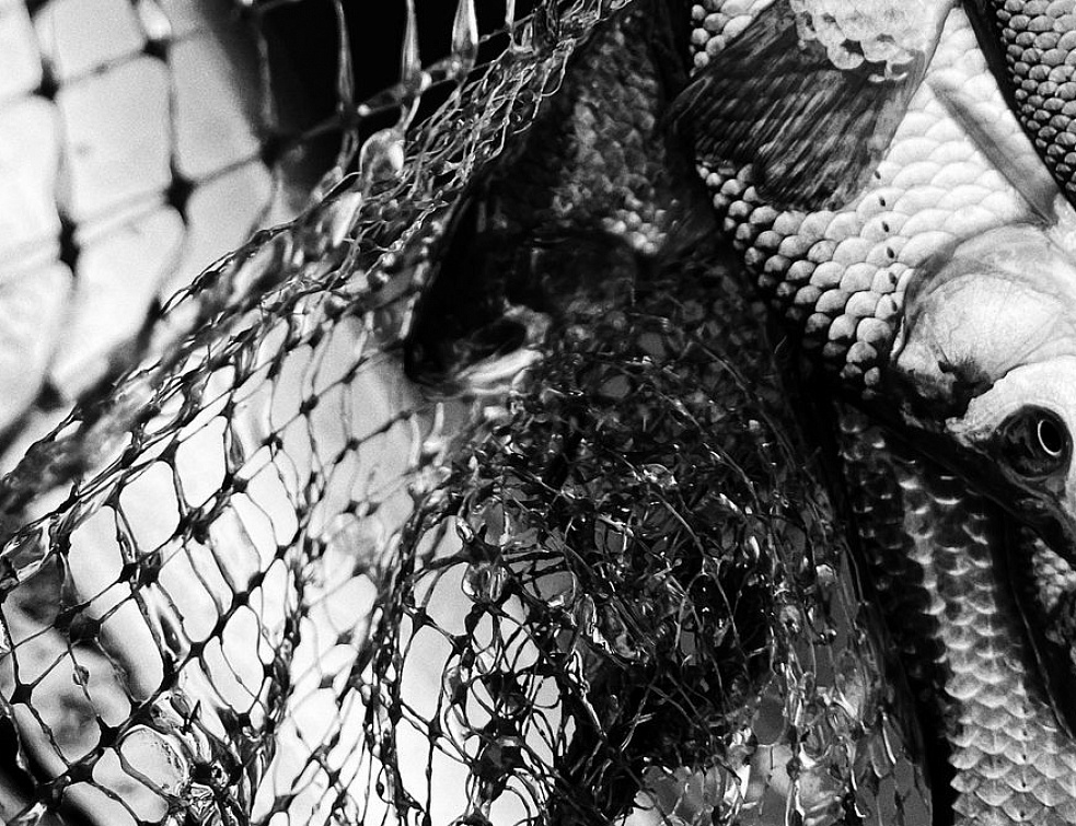 рыбоохрана бурятии. ангаро байкальский территориальный управление росрыболовства абтур. незаконный вылов рыбы картинки. рыбоохрана бурятии. катера кс-701.