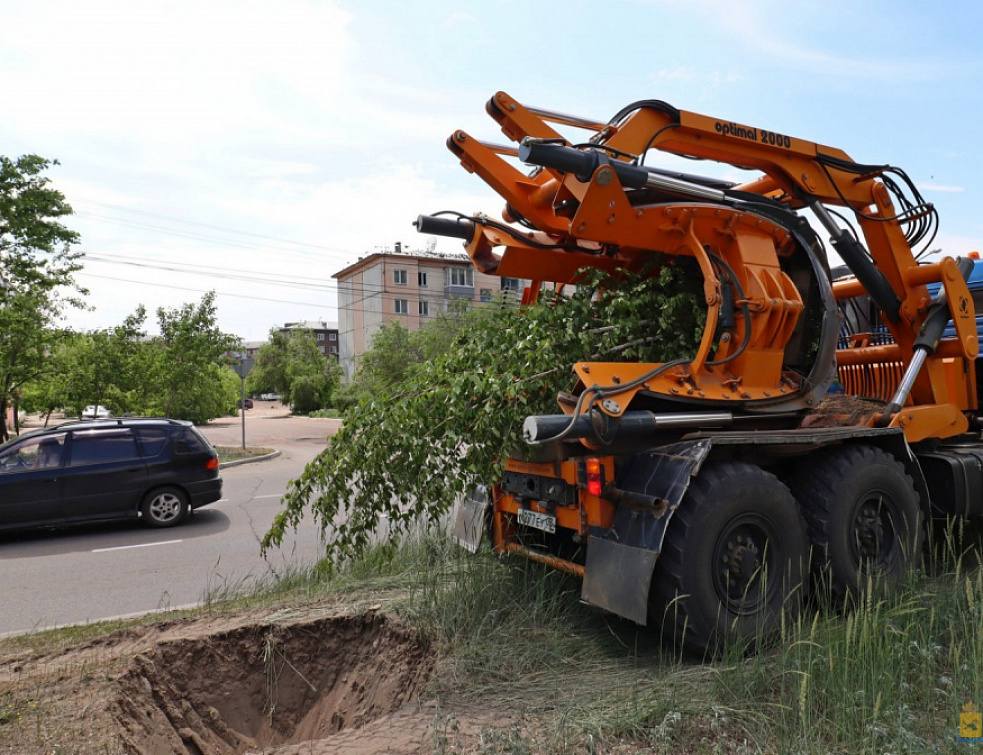 В Улан-Удэ высадят 120 новых деревьев-крупномеров В Улан-Удэ высадят 120 новых деревьев-крупномеров
