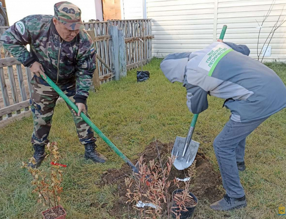 На улицах Улан-Удэ хотят высадить бархат амурский и иву пурпурную На улицах Улан-Удэ хотят высадить бархат амурский и иву пурпурную